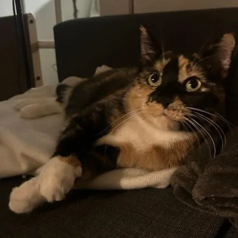 Mila Amber thumbnail 6