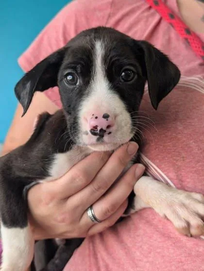 A baby small-sized male Border Collie dog named Sakamoto for adoption in La Harpe, KS