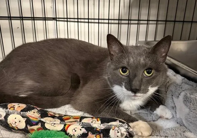 An adult medium-sized female Domestic Short Hair cat named Sophie for adoption in Lancaster, PA