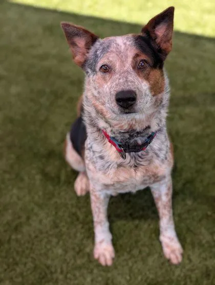 An adult large-sized male Cattle Dog dog named Monet for adoption in Mansfield, TX