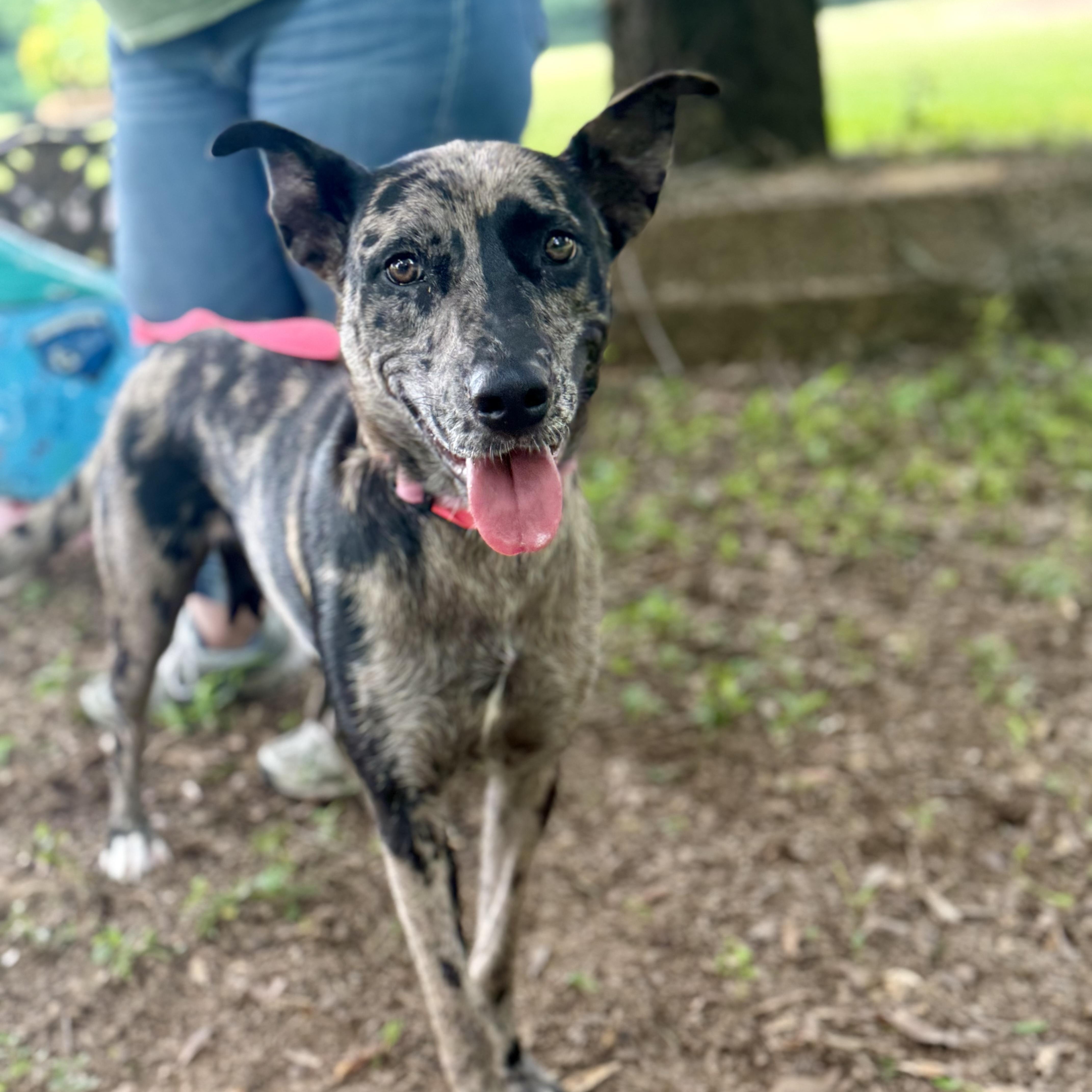 A young medium-sized female Brindle Terrier dog named Tallulah for adoption in Pennington, NJ