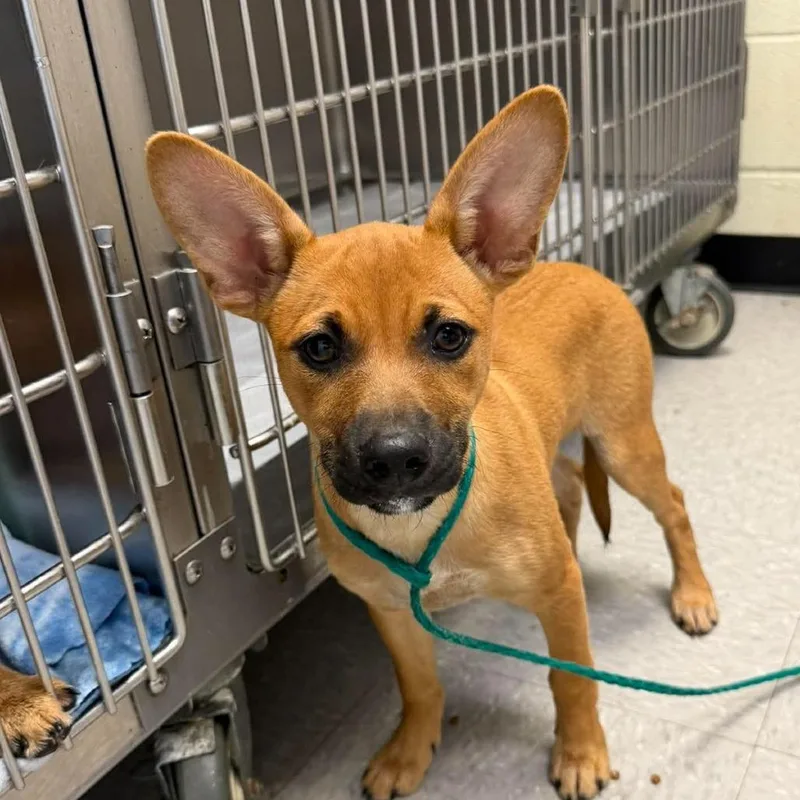 A baby small-sized male Yellow / Tan / Blond / Fawn Shepherd dog named Taco for adoption in Bastrop, TX