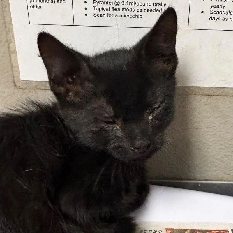 A baby small-sized female Black Domestic Short Hair cat named Summer for adoption in Yuma, AZ