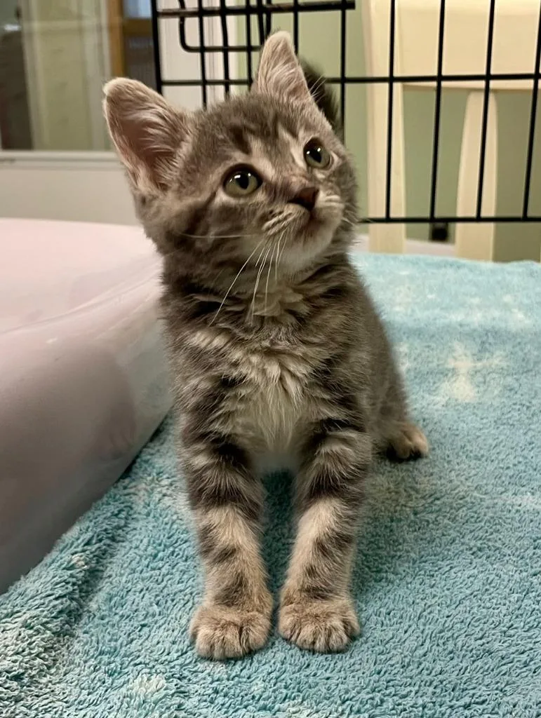 A baby large-sized female Domestic Short Hair cat named Ellie Mae for adoption in Westfield, NY