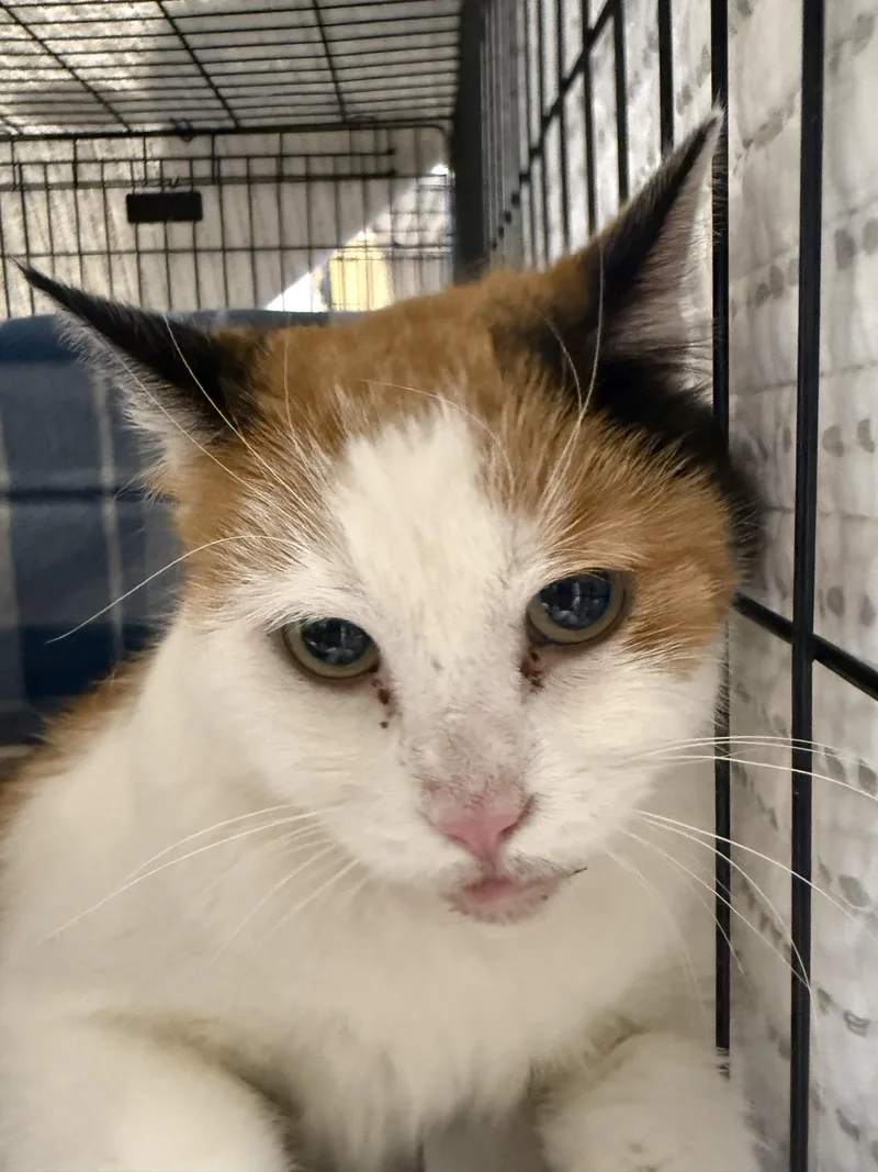 An adult medium-sized female Calico cat named Kaylee for adoption in CANONSBURG, PA