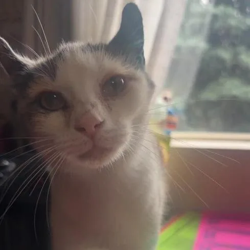 Bowie