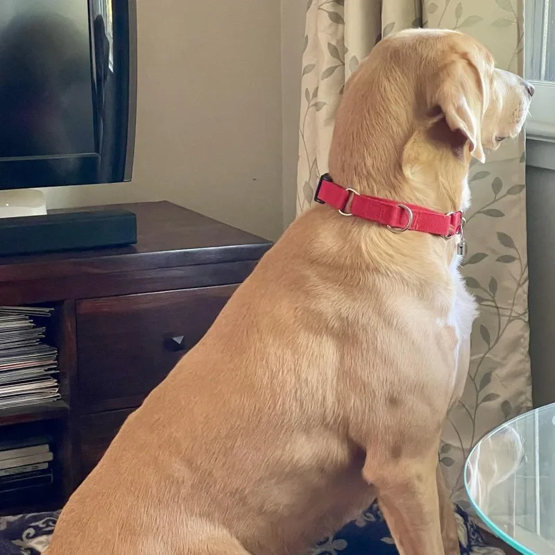 Hammy  Fee Fully thumbnail 2