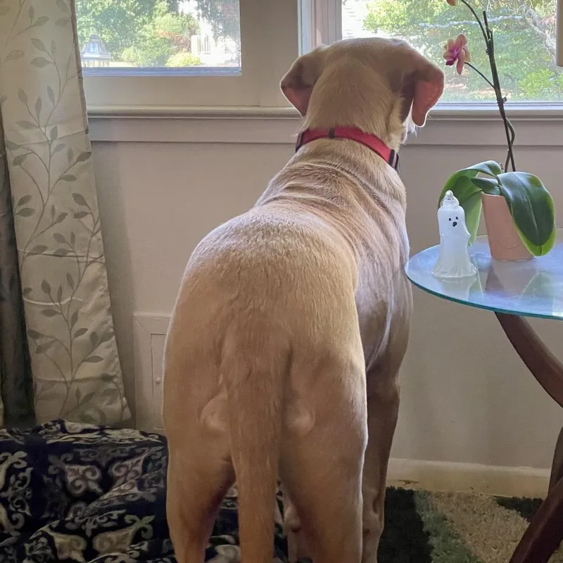 Hammy  Fee Fully thumbnail 3