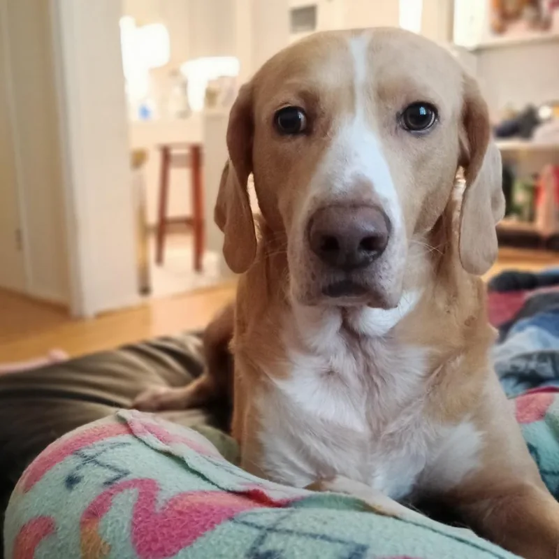 Hammy  Fee Fully thumbnail 4