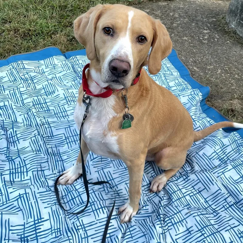 Hammy  Fee Fully thumbnail 5