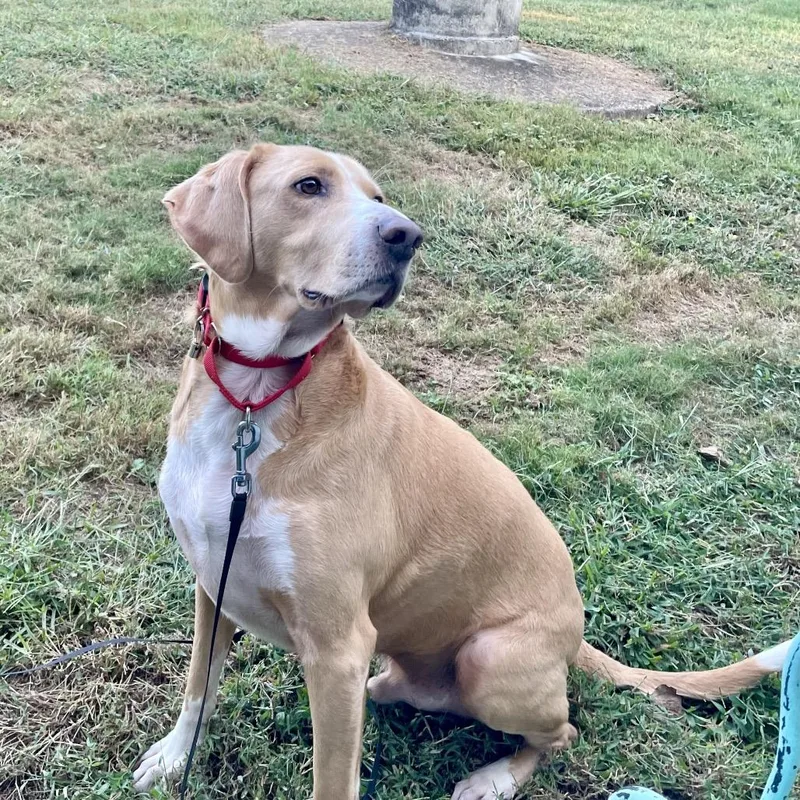 Hammy  Fee Fully thumbnail 6