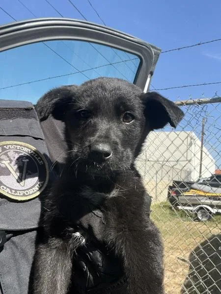 A baby large-sized male Shepherd dog named Ray for adoption in Victorville, CA