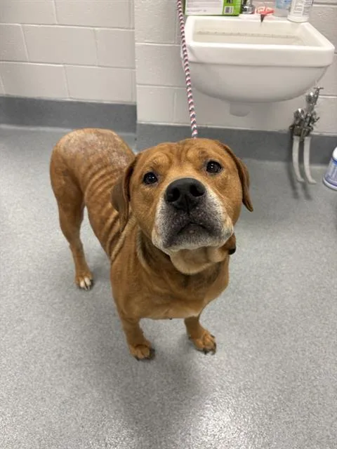 An adult medium-sized male Pit Bull Terrier dog named Rin for adoption in Indianapolis, IN