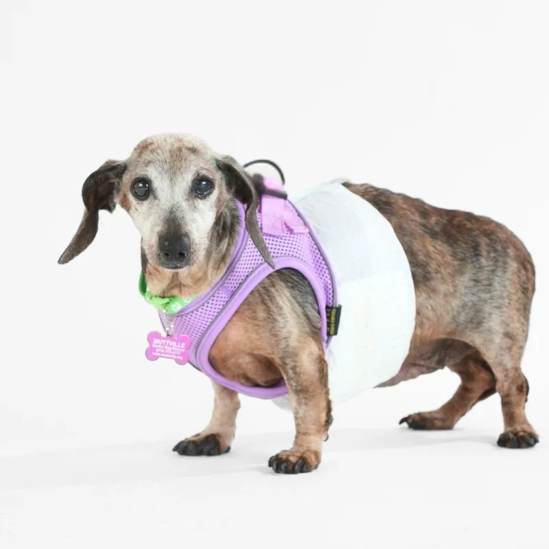 A senior small-sized female Brown / Chocolate Dachshund dog named Crayola for adoption in San Francisco, CA
