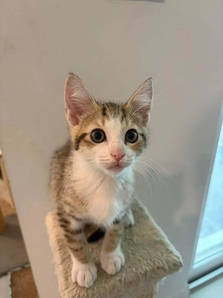 A baby medium-sized female Tabby (Brown / Chocolate) Domestic Short Hair cat named Pixie for adoption in Sunrise, FL