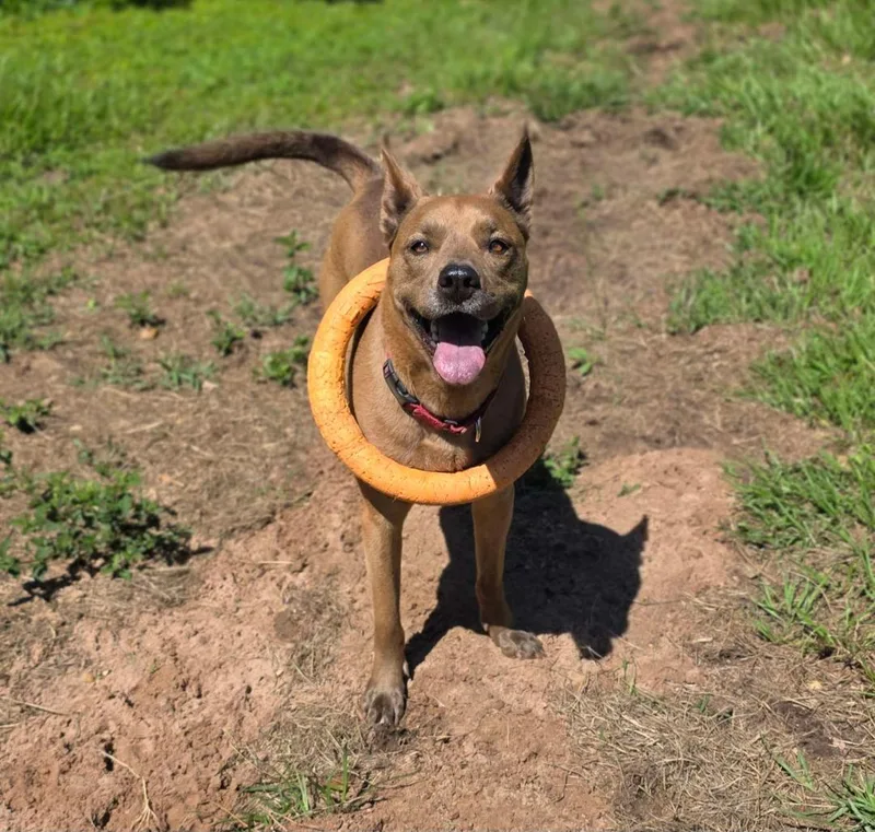 An adult large-sized female Brown / Chocolate Labrador Retriever dog named Olive for adoption in Houston, TX