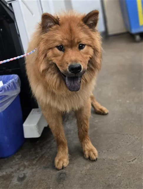 A young large-sized female Mixed Breed dog named Patty for adoption in Dallas, TX