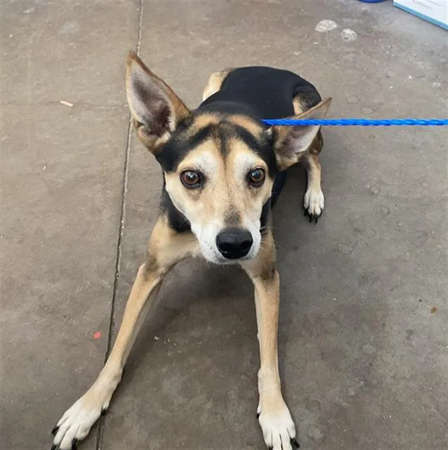 A senior medium-sized male Beagle dog named Rosco for adoption in Dallas, TX