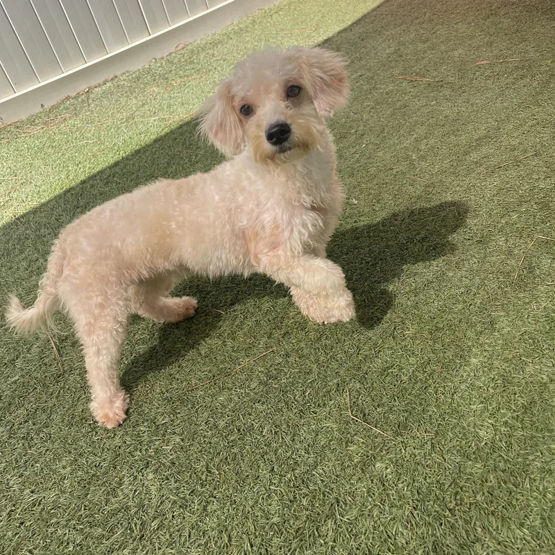 An adult small-sized female Toy Poodle dog named Brass for adoption in Baton Rouge, LA