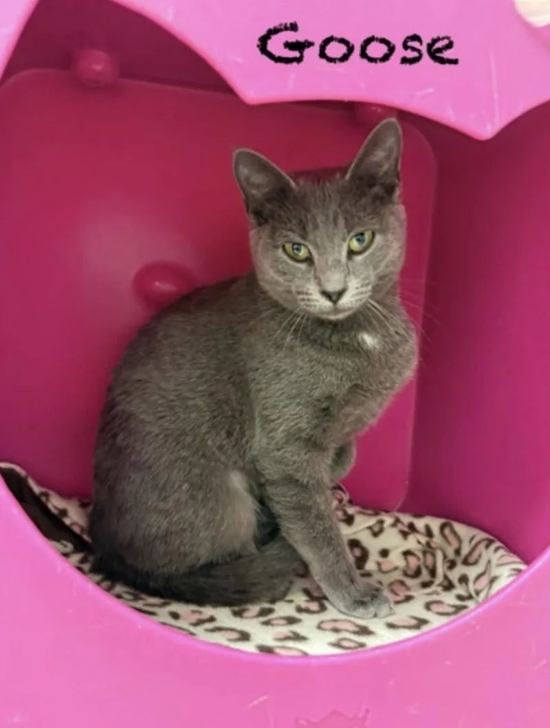 A young medium-sized female Gray / Blue / Silver Domestic Short Hair cat named Goose for adoption in Pawleys Island, SC