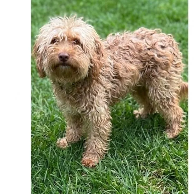 A young small-sized male Yellow / Tan / Blond / Fawn Havanese dog named Lucky for adoption in Las Vegas, NV