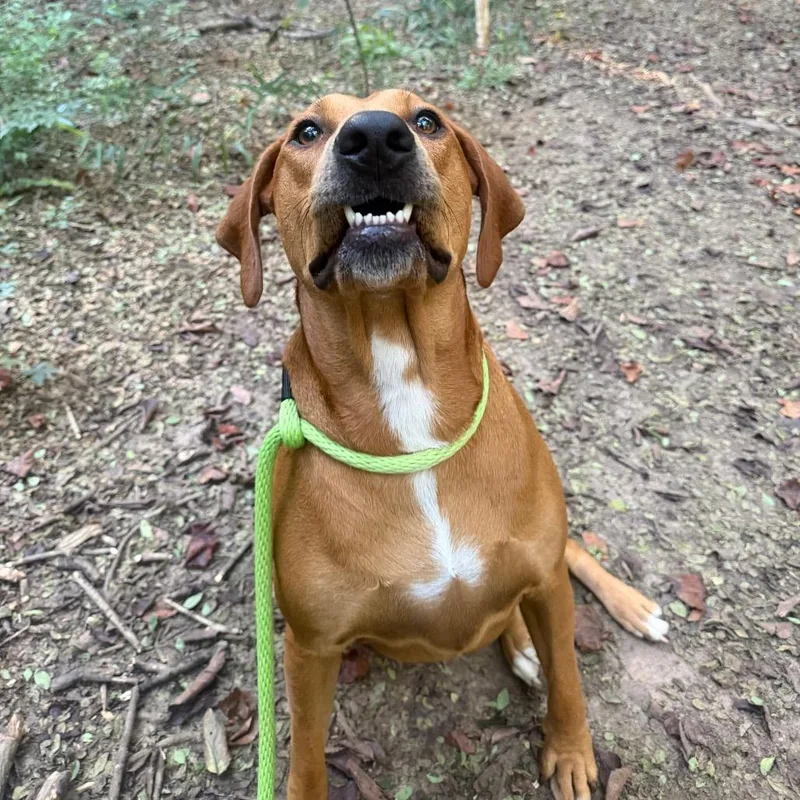 An adult medium-sized female Mixed Breed dog named Cookie for adoption in Glenfield, NY