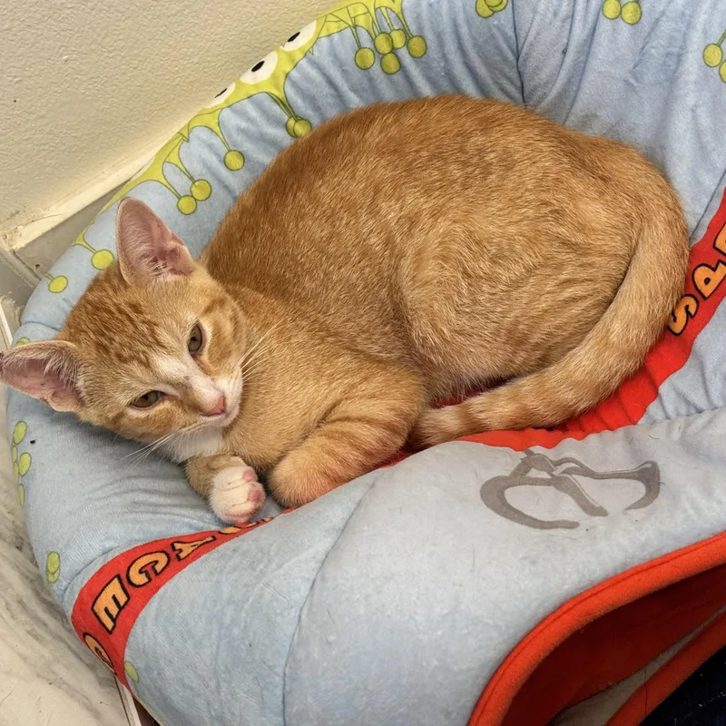 A baby medium-sized male Tabby (Orange / Red) Domestic Short Hair cat named Ginger Snapps for adoption in Santa Ana, CA