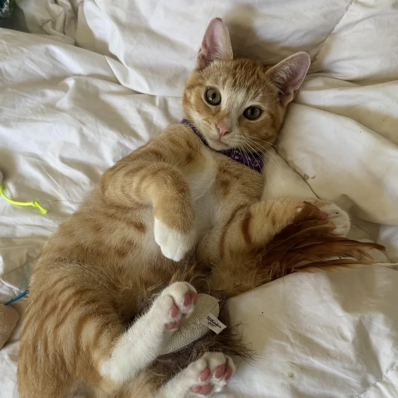 Ginger Snapps thumbnail 2