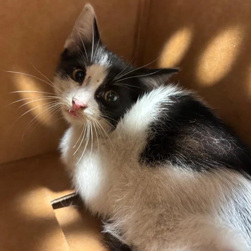 A baby small-sized male Black Domestic Short Hair cat named Henry for adoption in Tampa, FL