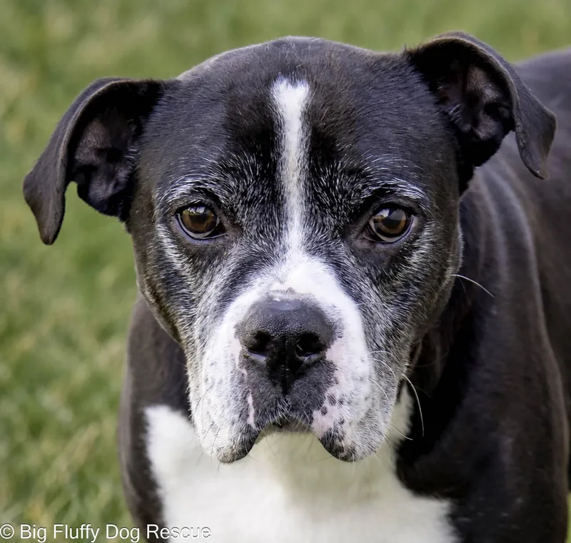 A senior medium-sized male Black Boxer dog named Gideon for adoption in Nashville, TN