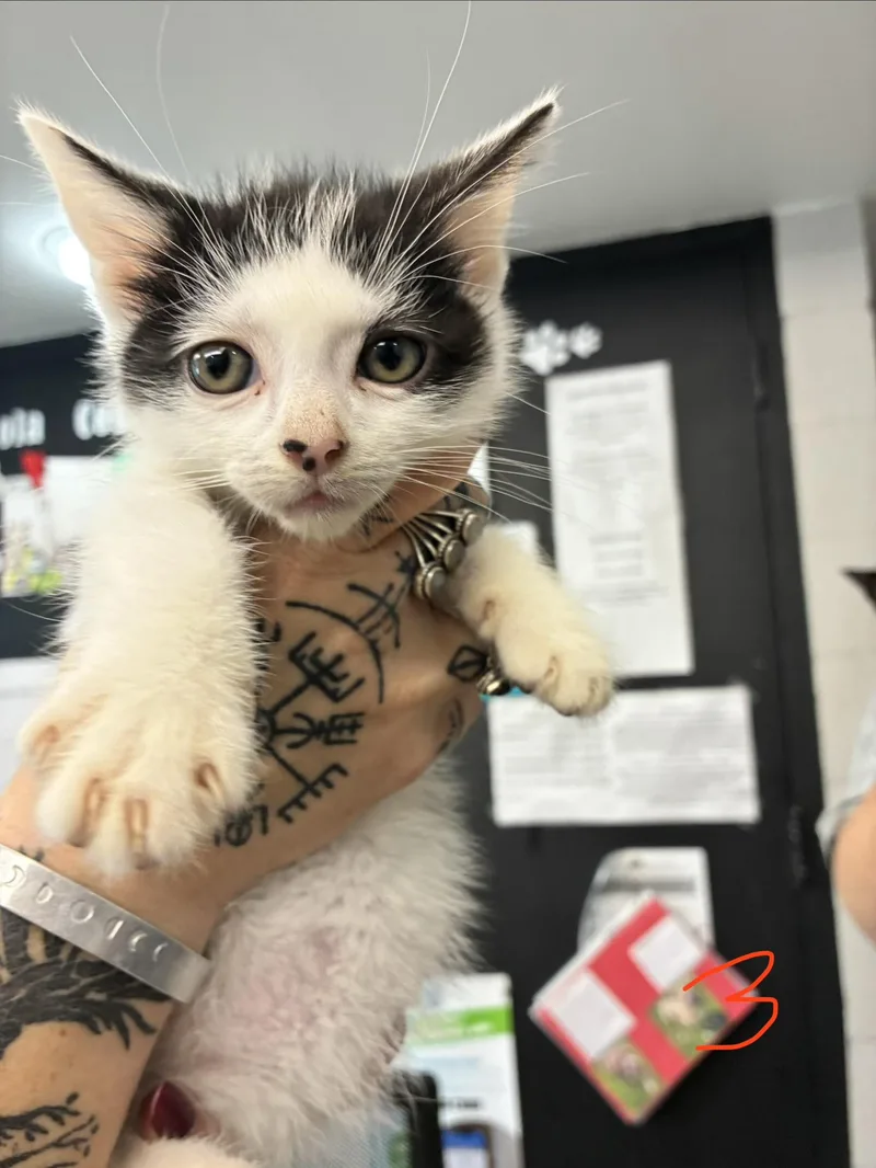 A baby medium-sized female Black & White / Tuxedo Domestic Short Hair cat named Mel for adoption in Caro, MI