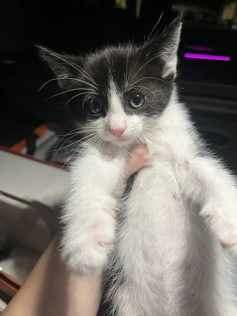 Furrocious thumbnail 2