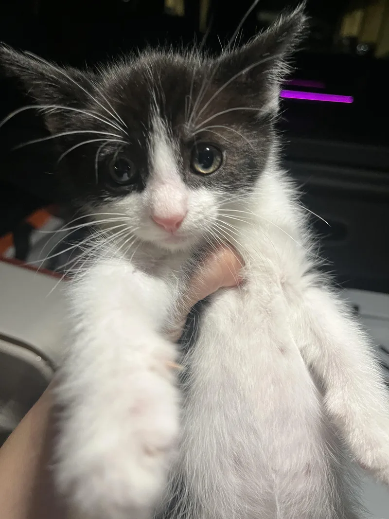 Furrocious thumbnail 3