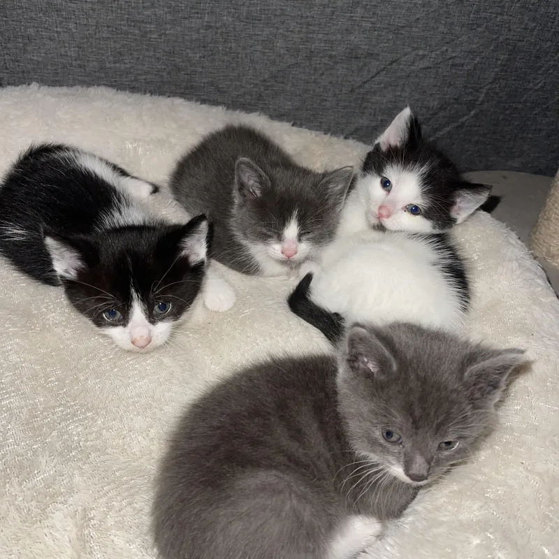 Furrocious thumbnail 4