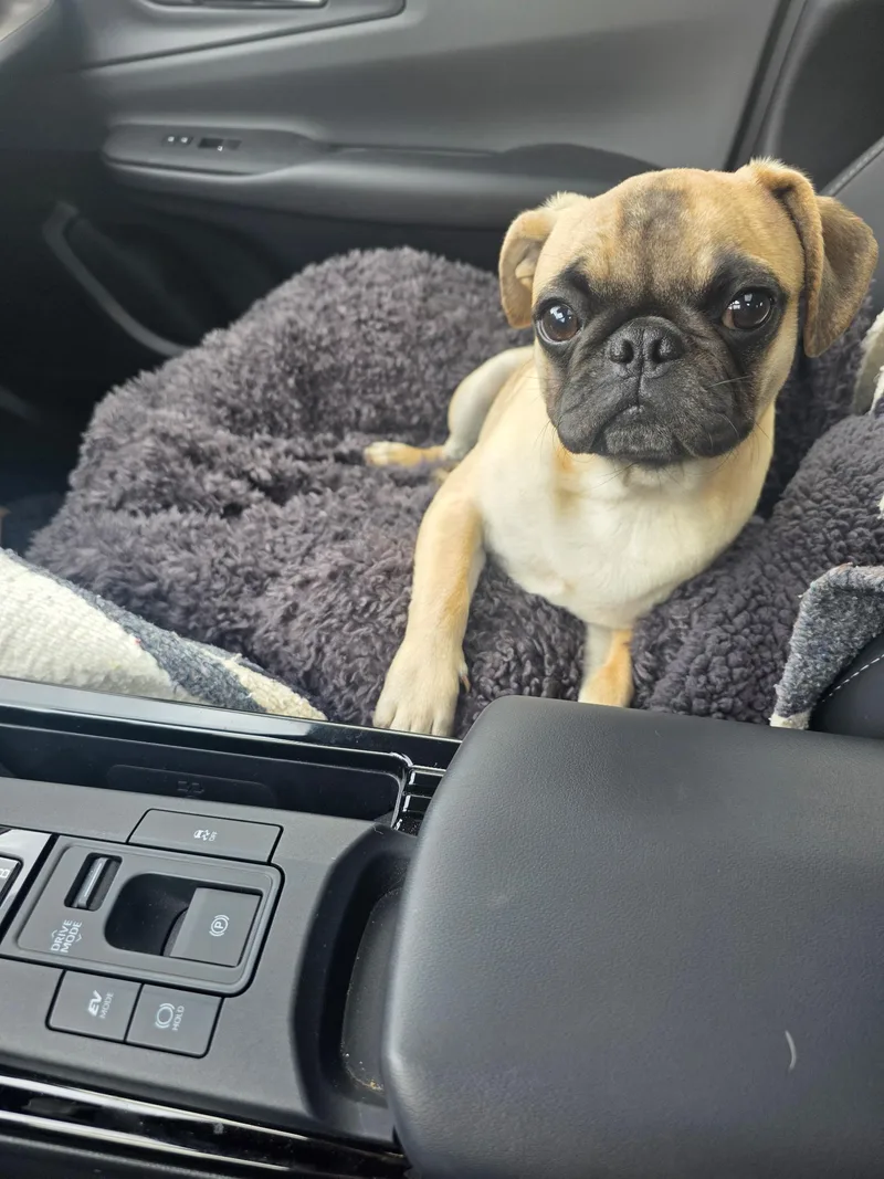 Otis