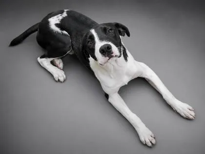 A young medium-sized male Hound dog named Johnny for adoption in Bowling Green, KY