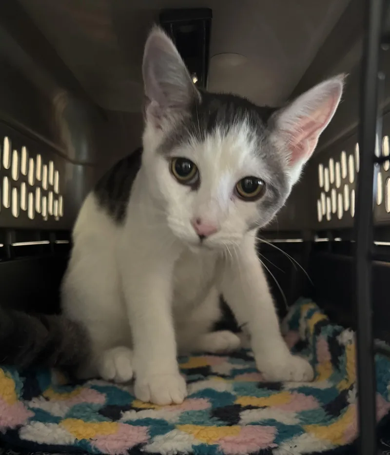 A young medium-sized male Gray & White Domestic Short Hair cat named Twix for adoption in Lenexa, KS