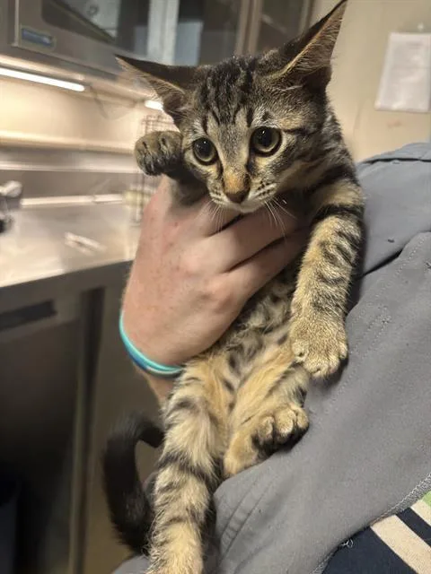 A baby small-sized male Domestic Short Hair cat named Motley for adoption in Grand Prairie, TX