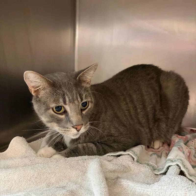 An adult extra large-sized male Gray / Blue / Silver Domestic Short Hair cat named Frankie for adoption in Council Bluffs, IA