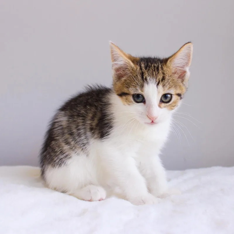 A baby medium-sized female Tabby (Brown / Chocolate) Domestic Short Hair cat named Petal for adoption in Wayne, NJ