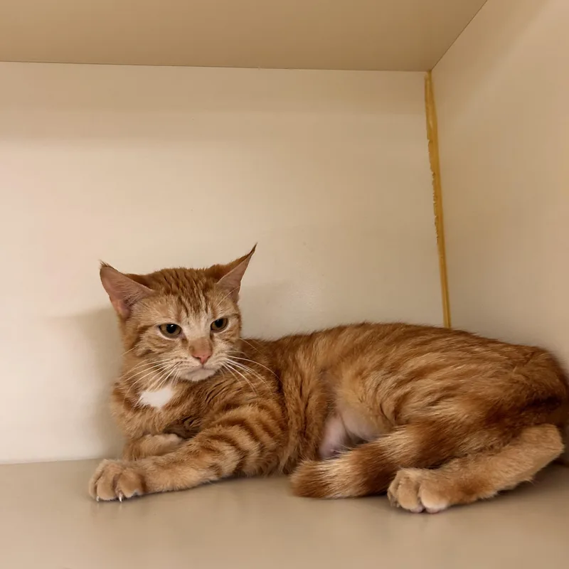 Tinkerbell thumbnail 2