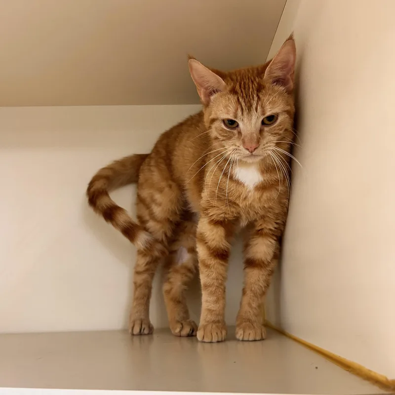 Tinkerbell thumbnail 3