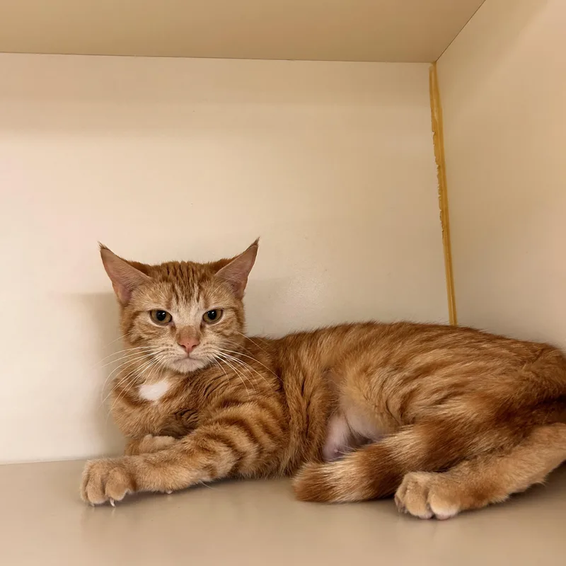 A young medium-sized female Orange / Red Domestic Short Hair cat named Tinkerbell for adoption in Myerstown, PA