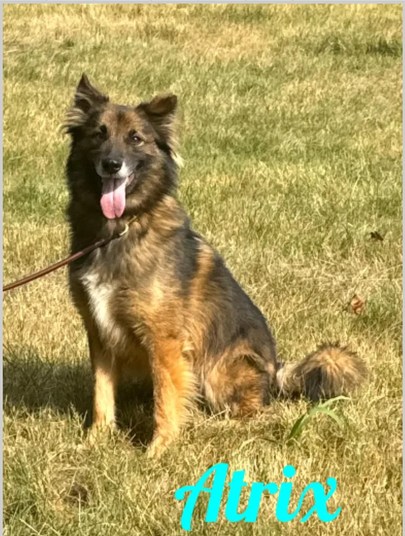 An adult large-sized male Brown / Chocolate Shepherd dog named Atrix for adoption in Old Westbury, NY