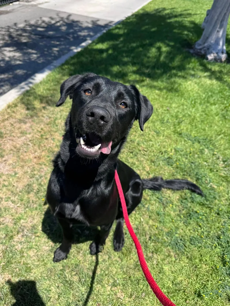 An adult medium-sized female Labrador Retriever dog named Hazel for adoption in San Diego, CA
