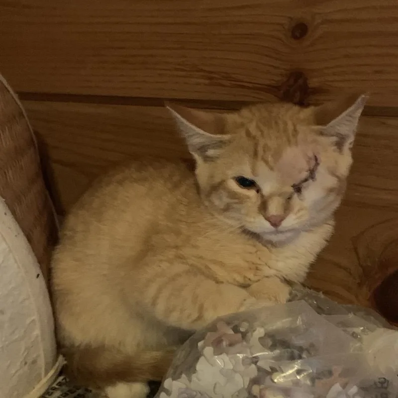 A baby small-sized male Orange / Red Domestic Short Hair cat named Tucker Estep for adoption in Woodstock, VA