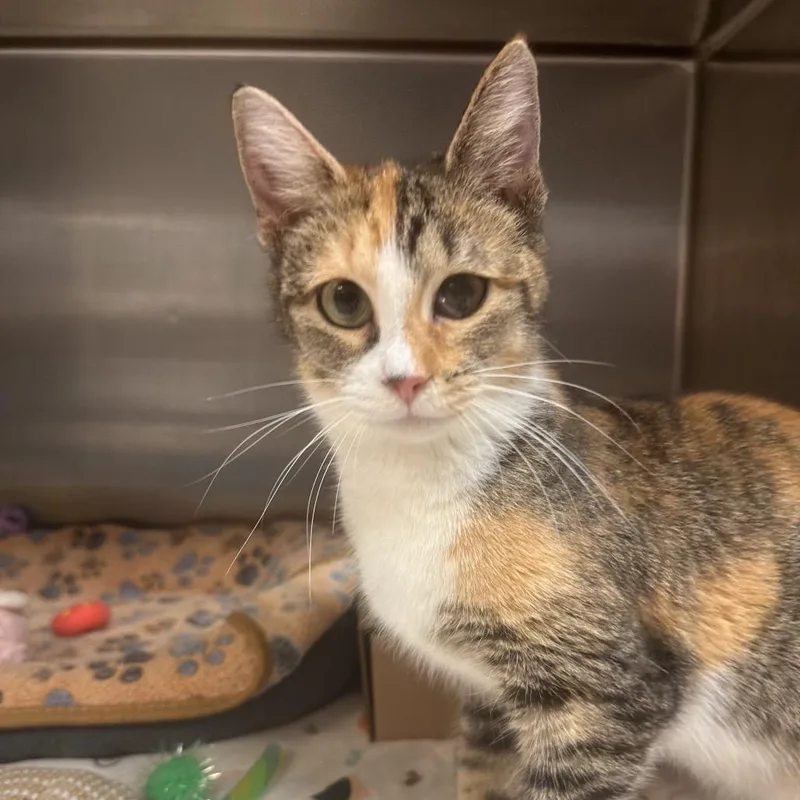 A young medium-sized female Calico Domestic Short Hair cat named Jello for adoption in Newark, NJ