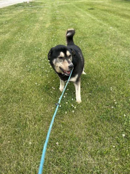 An adult medium-sized male German Shepherd Dog dog named Thor for adoption in Mount Pleasant, IA