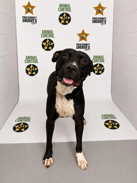 An adult medium-sized male American Bulldog dog named Colt for adoption in Winter Haven, FL