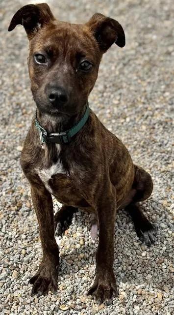 A young small-sized male Pit Bull Terrier dog named Shotzi for adoption in Augusta, GA